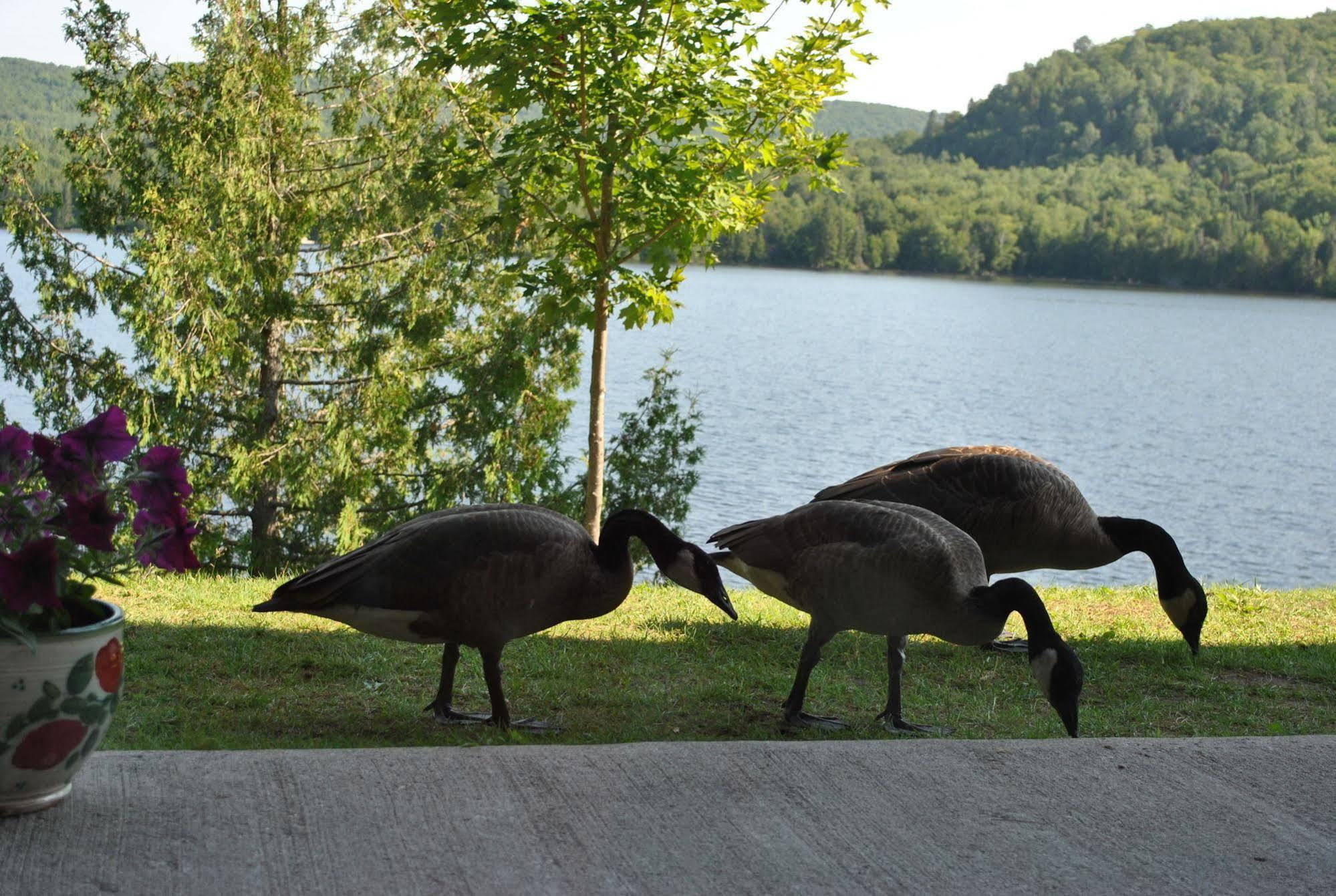 Motel Ours Bleu Lac-Saguay Exteriér fotografie